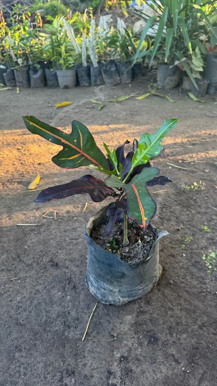 Plantas - Foto 2