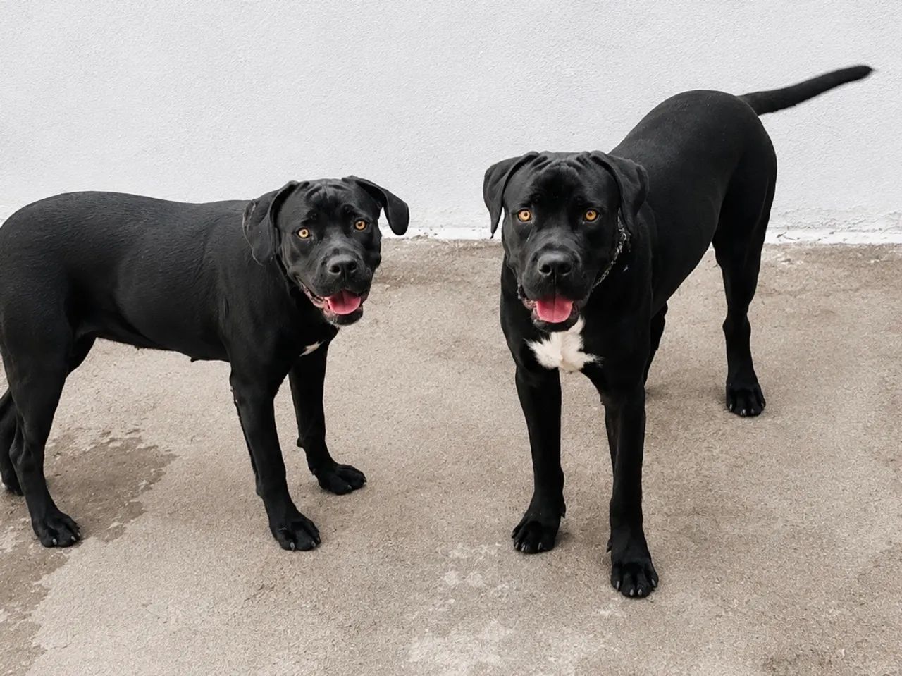 Venda de casal de Cane Corso - Foto 4