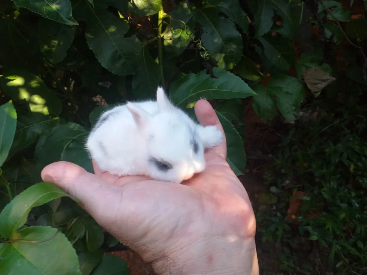 Mini coelho NETHERLAND 