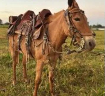 ofereço meus serviços pra fazenda de gado 