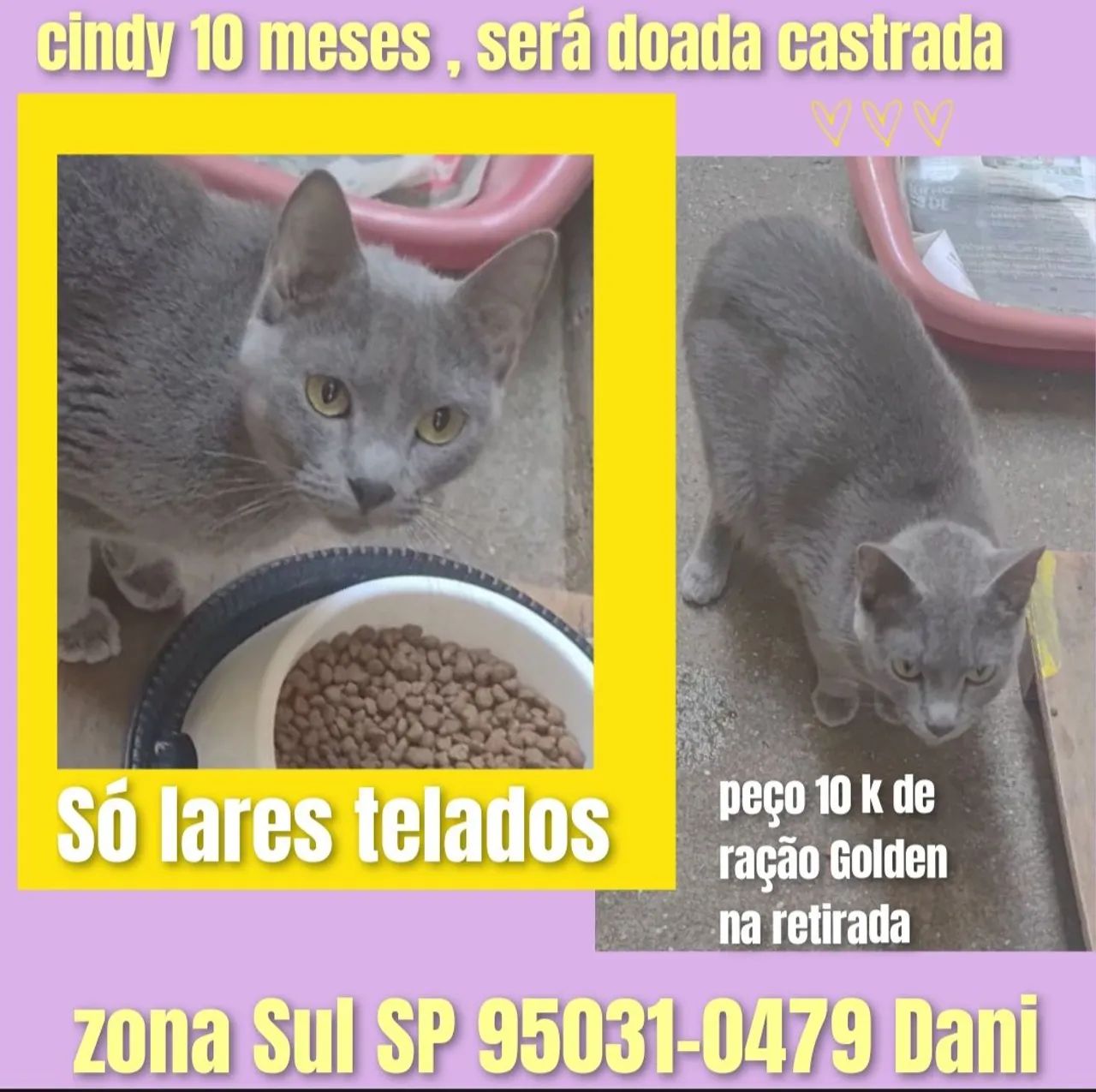 Gatos castrados  - Foto 5