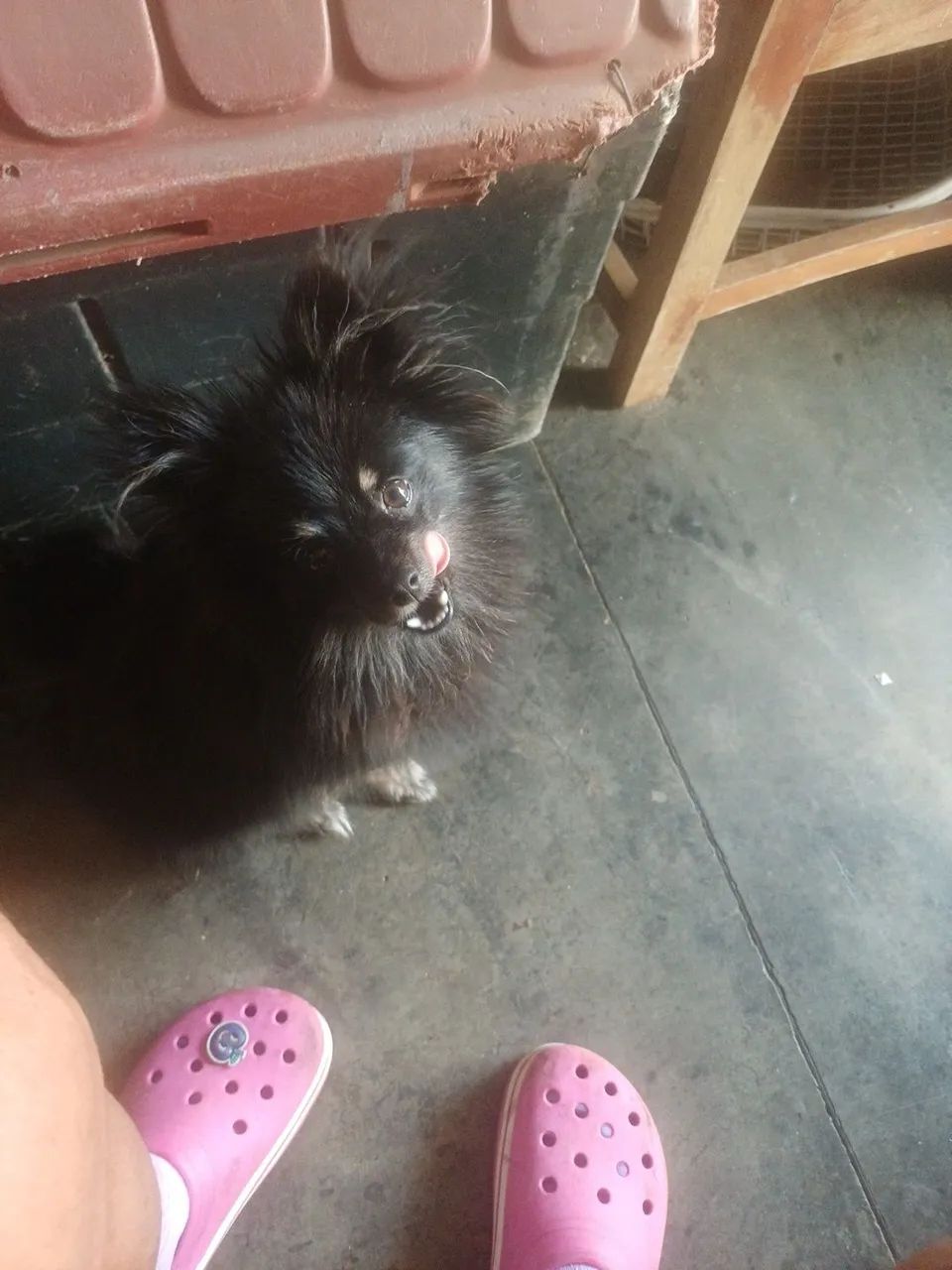 Animais de estimação  - Foto 5