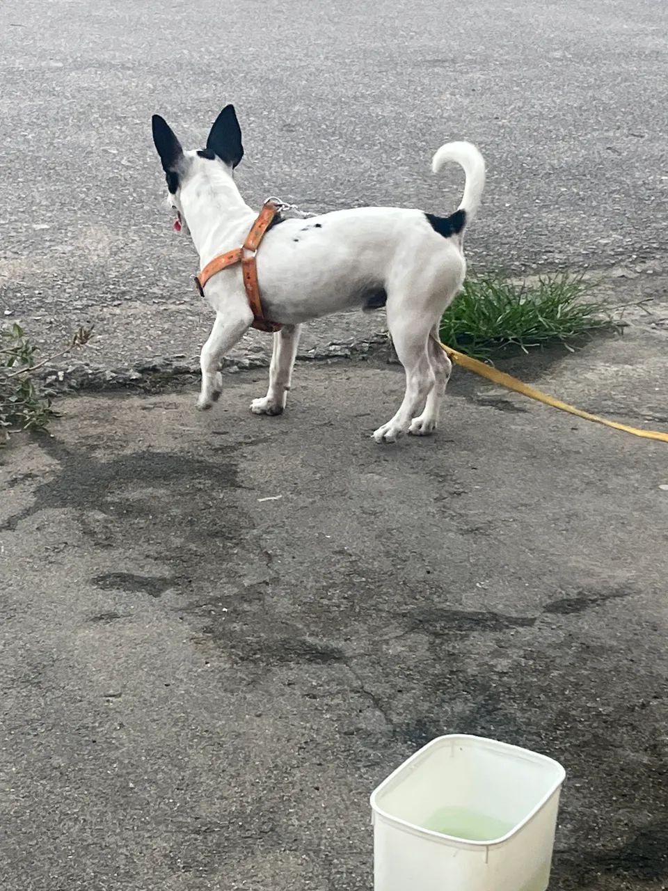 Cachorro  - Foto 3