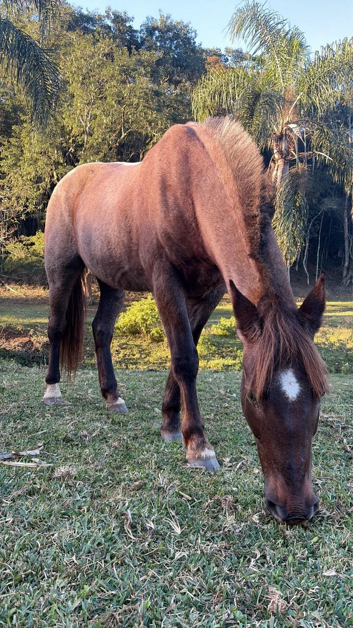 Cavalo criolo 