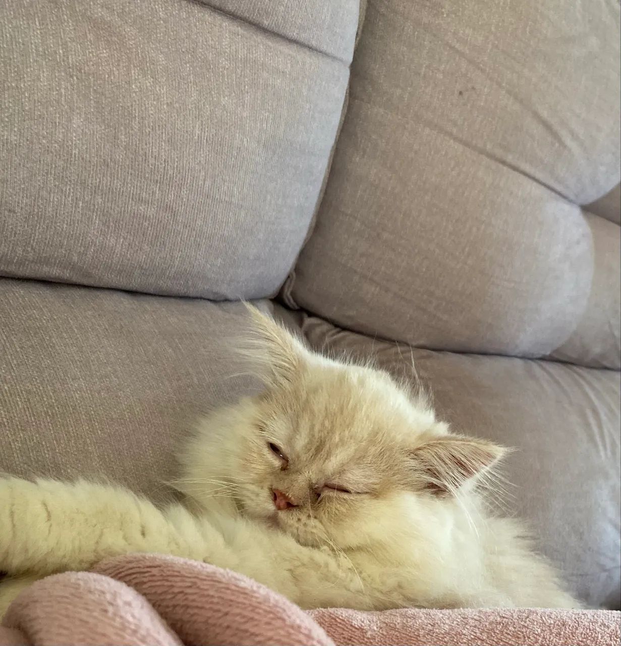 Gato persa