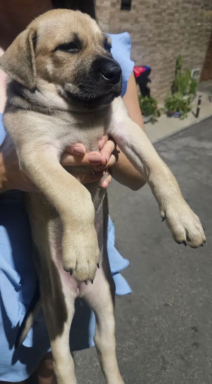 Cachorro para adoção - Foto 2