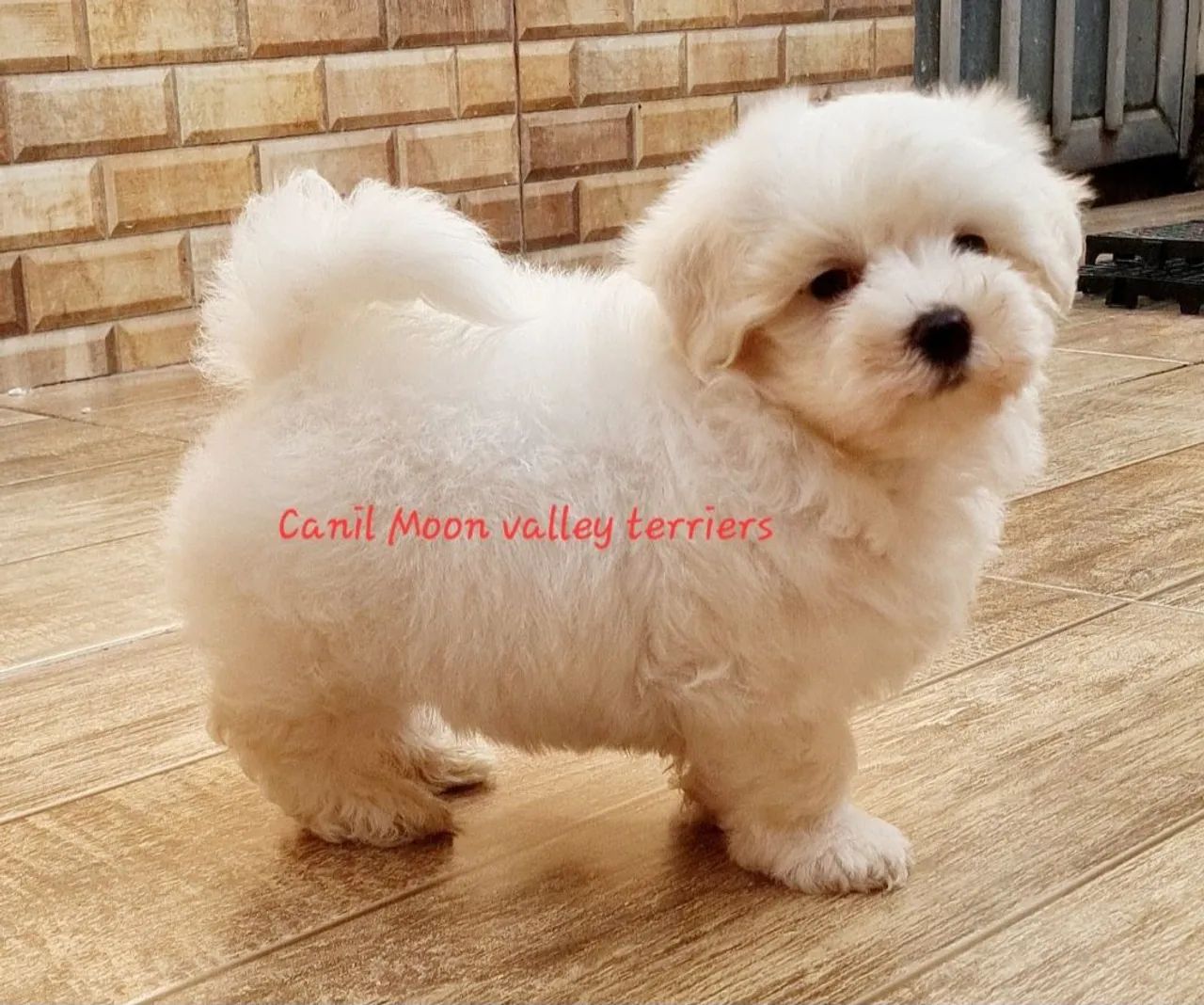 Maltês melhor presente  - Foto 3