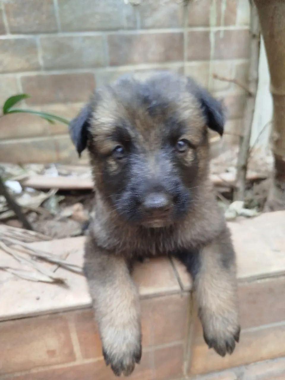 Doméstico - Foto 4