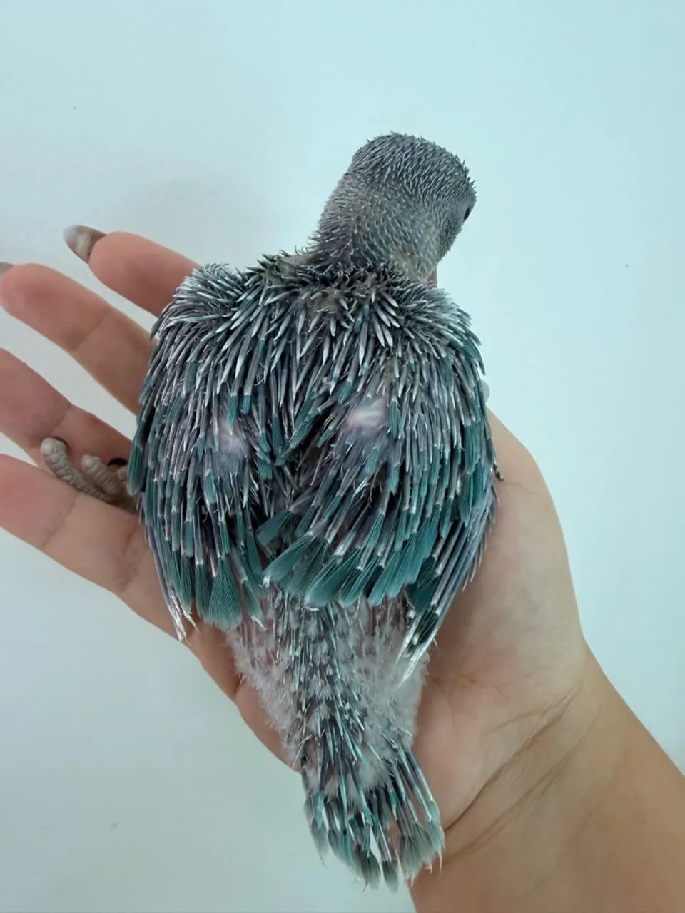 Gaiola