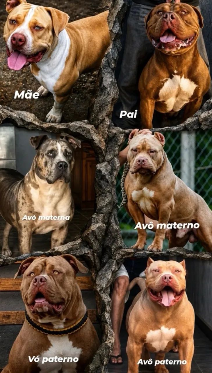 Pit monster  - Foto 4