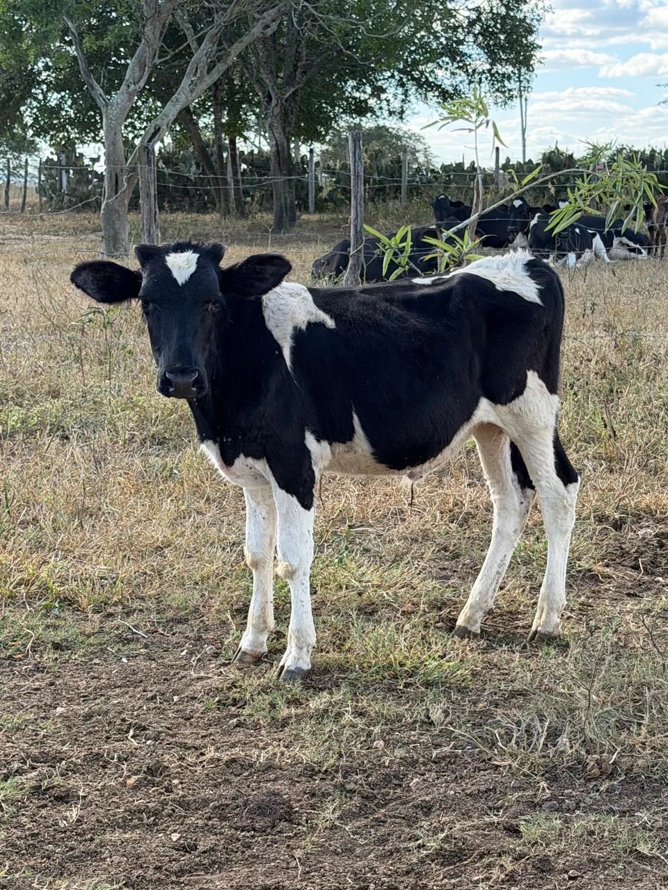 Vendo lote com 06 Bezerros machos - Foto 4