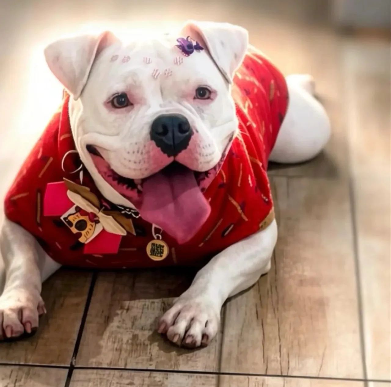 Américan bully puro  - Foto 5