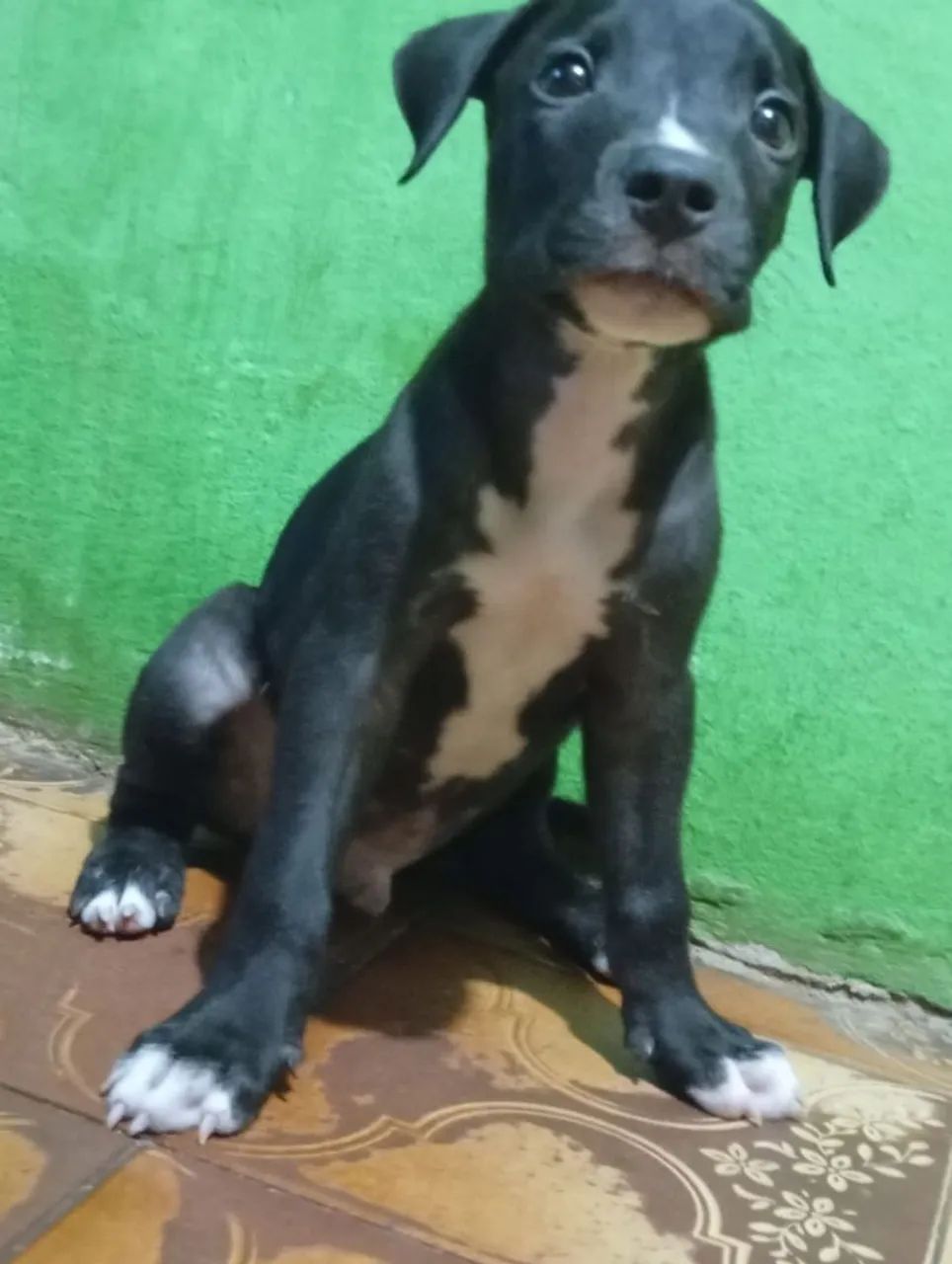 FILHOTE DE PITBULL MACHO À VENDA R$ 300! ? - Foto 4