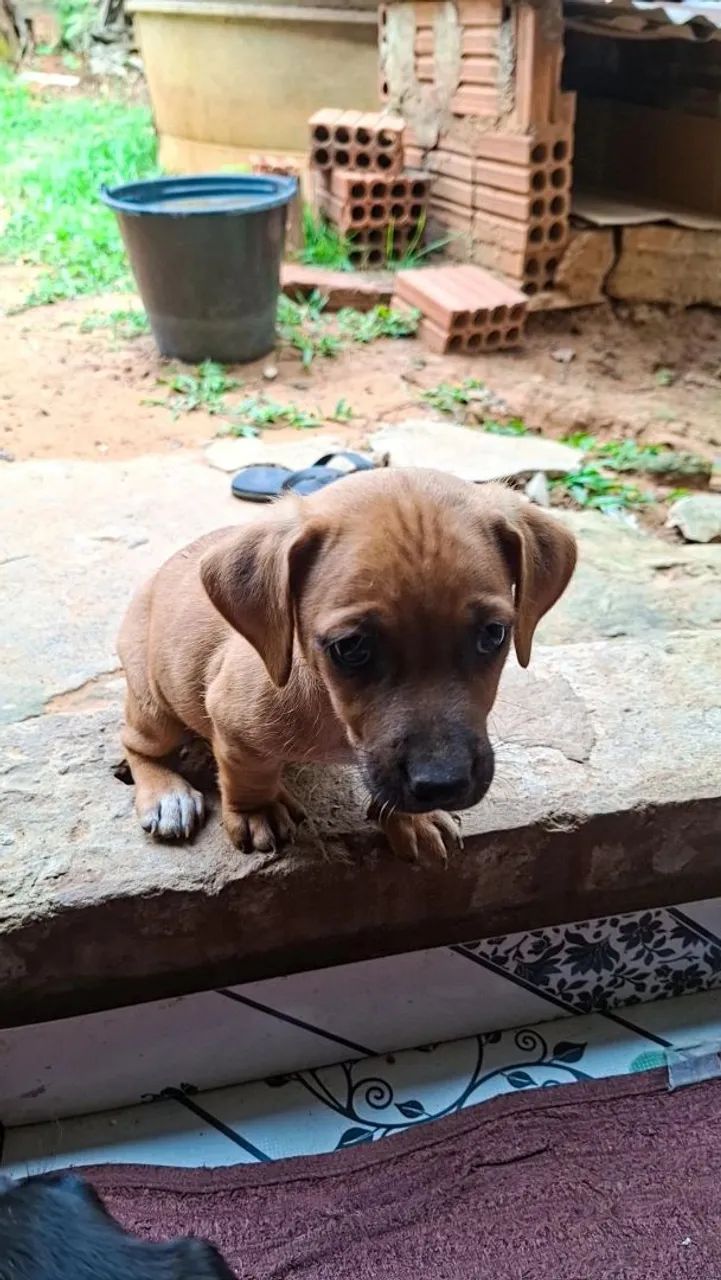Cachorra macho laranja 