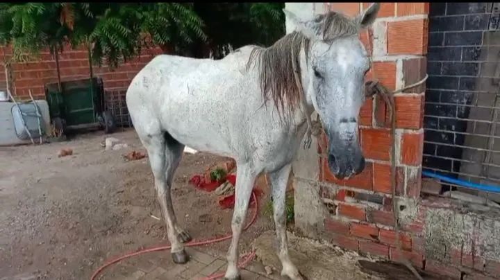Vendo cavalo 