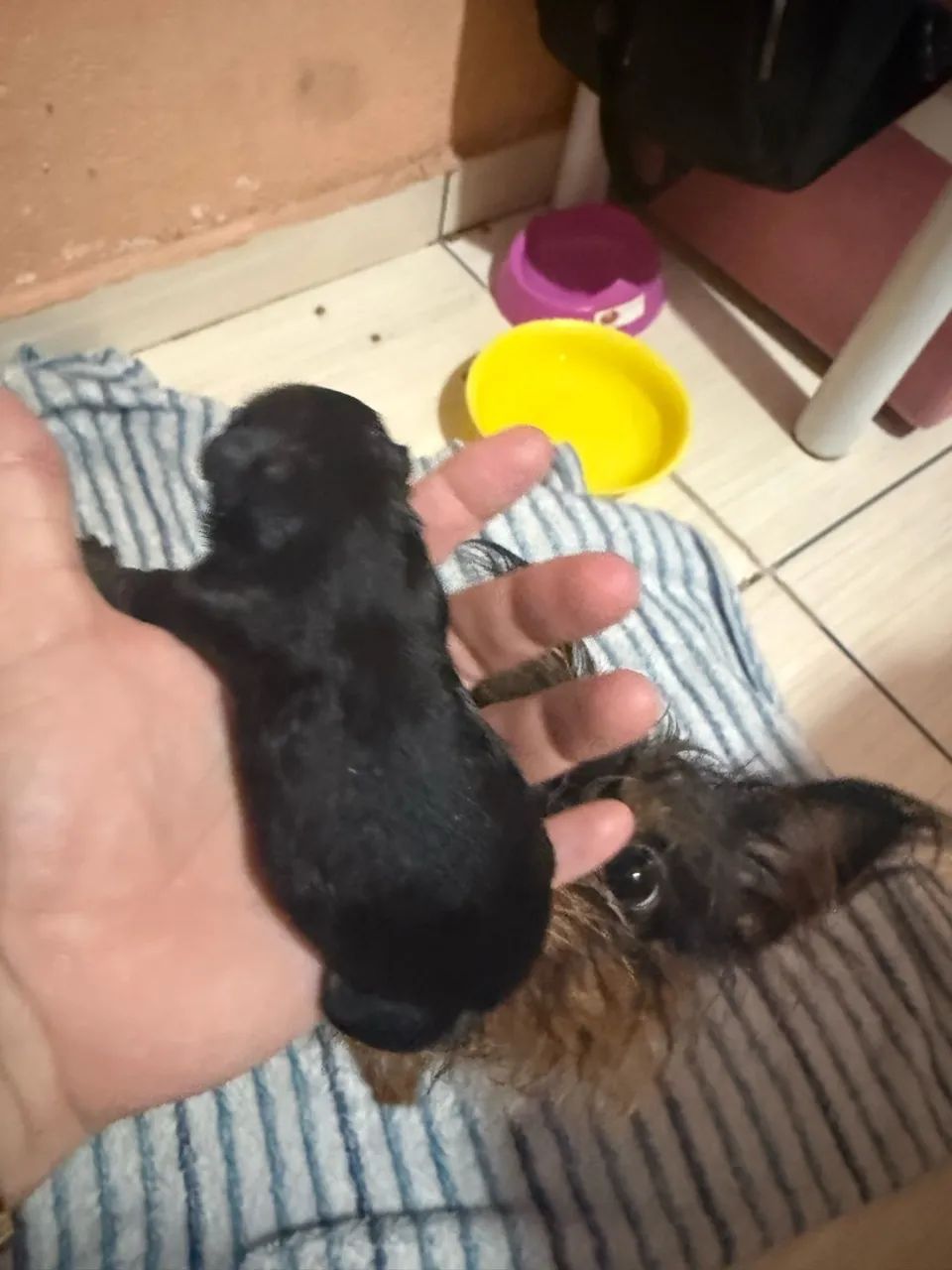 Cachorro  - Foto 5
