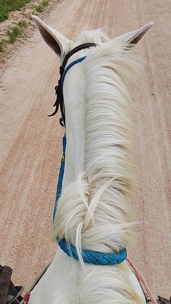 Cavalo  - Foto 4