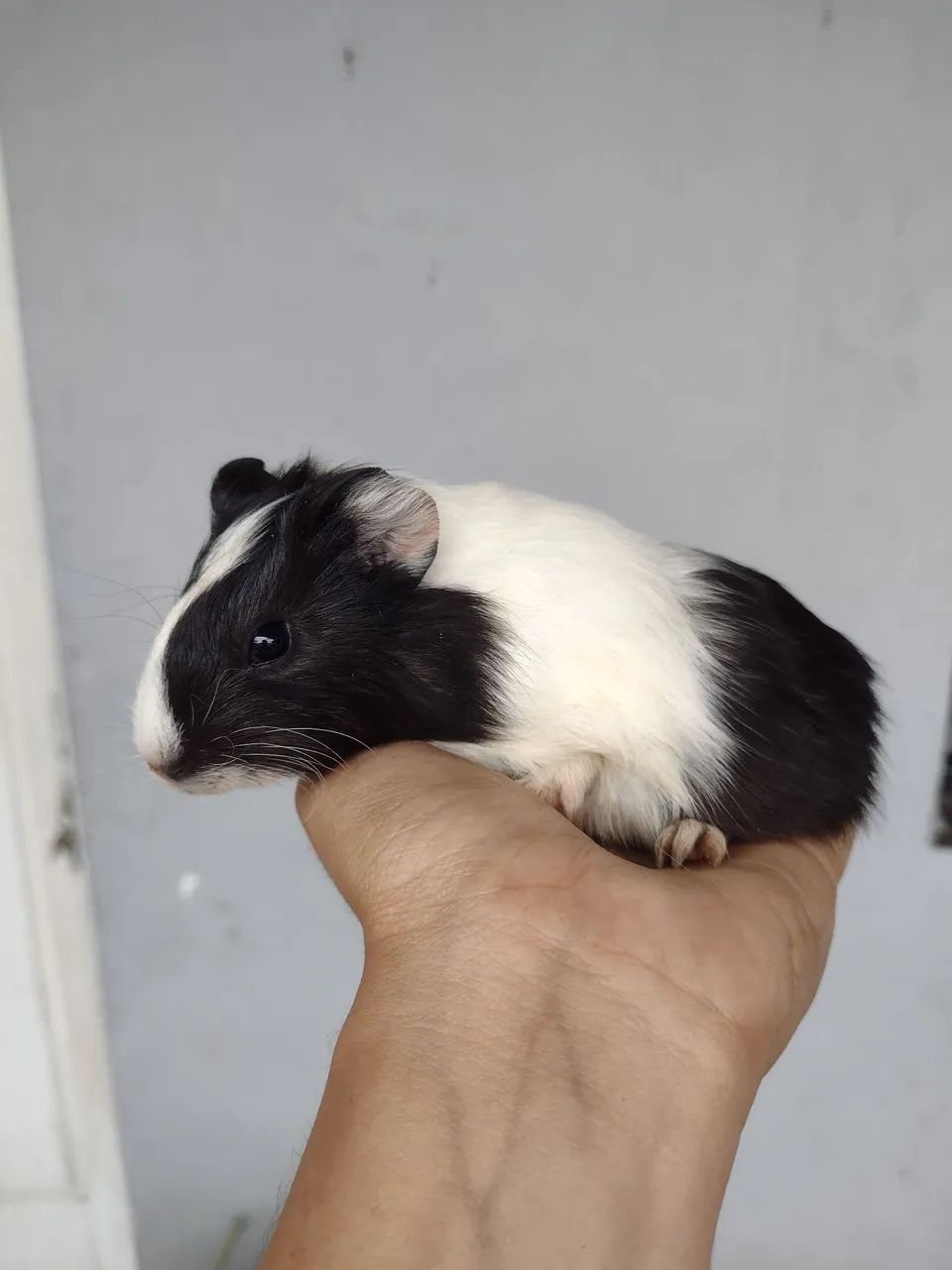 FILHOTES DE CUY CUY ( PORQUINHO DA INDIA)  - Foto 4