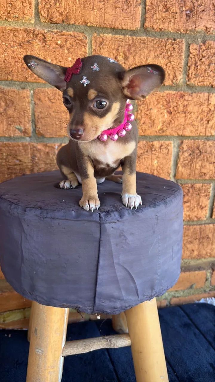 Pinscher fêmea chocolate pequena  - Foto 3