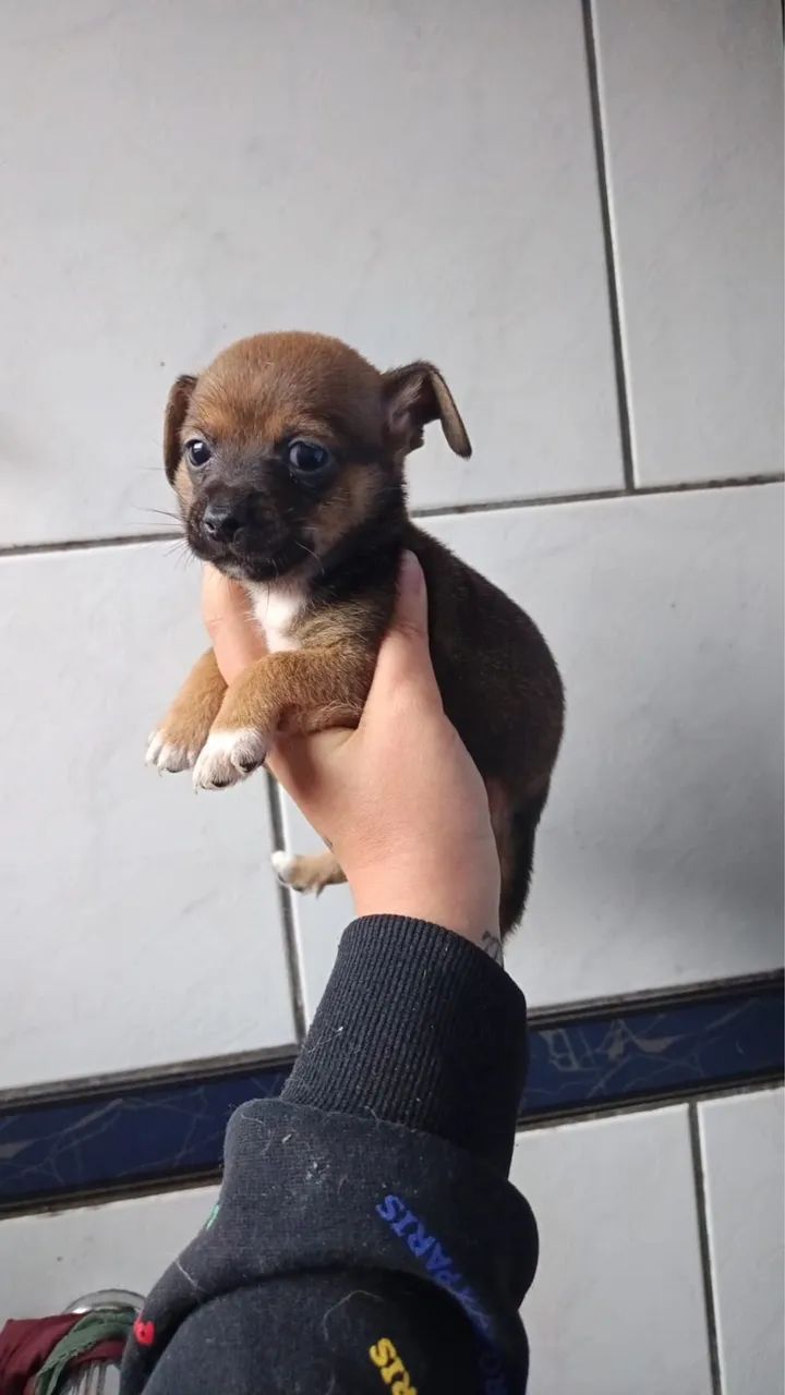 Vendo pinscher  - Foto 3