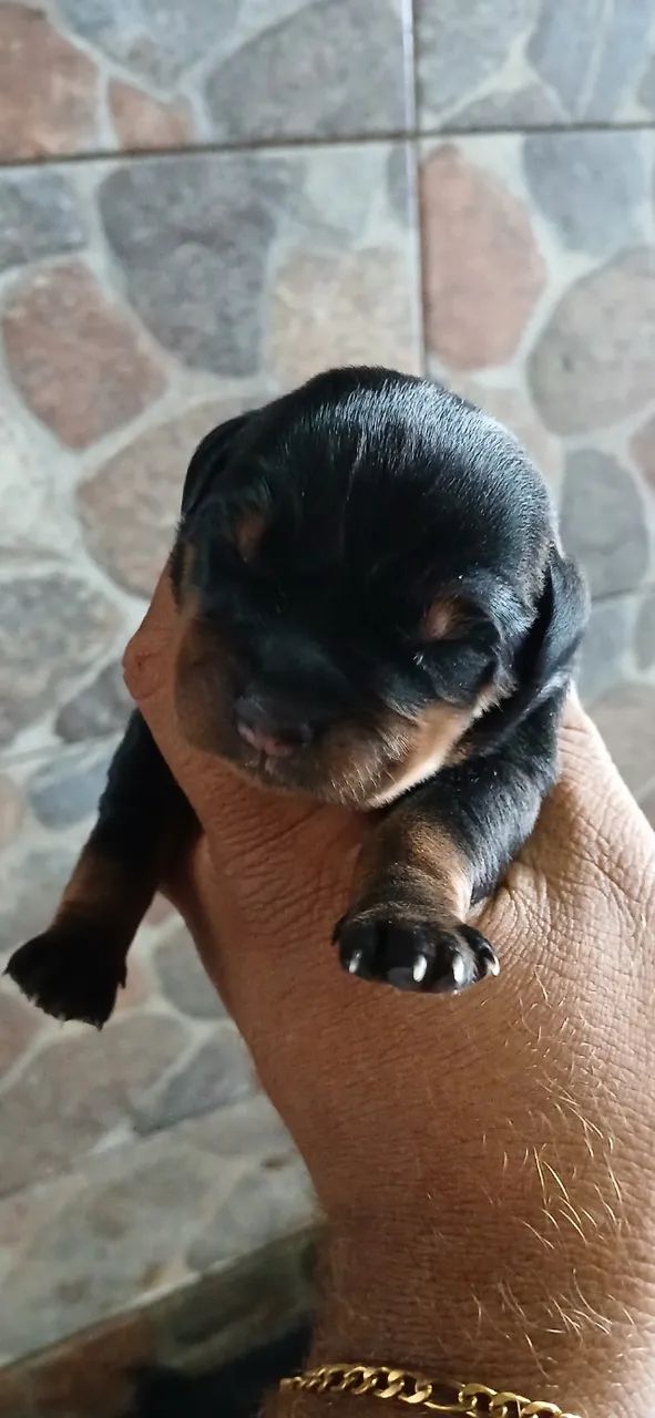 Rottweiler  - Foto 2