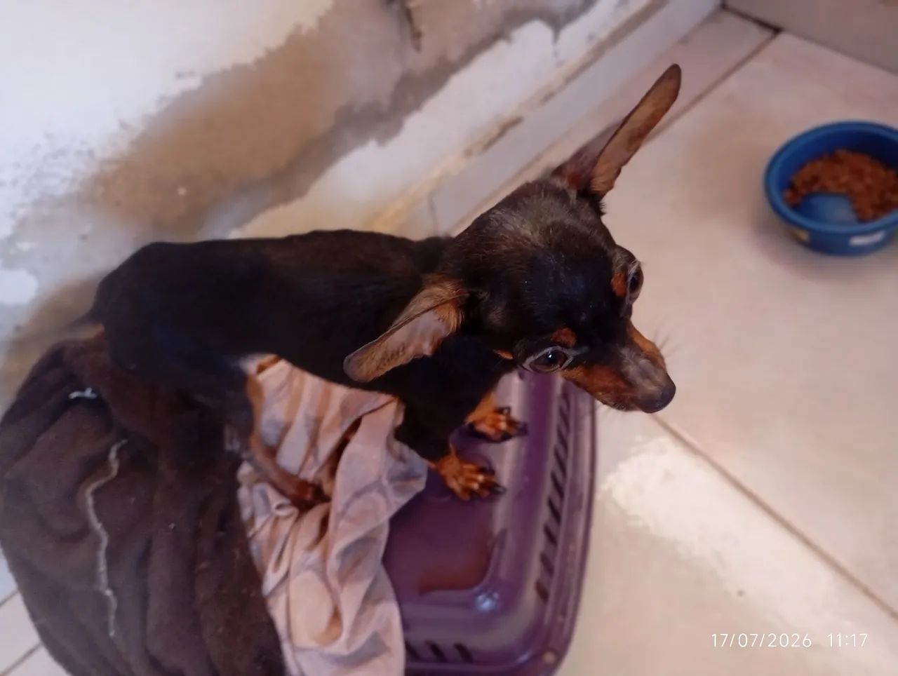 Cachorro Picher - Foto 2