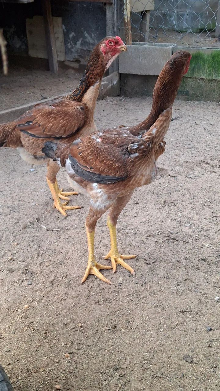 Galinha  - Foto 2