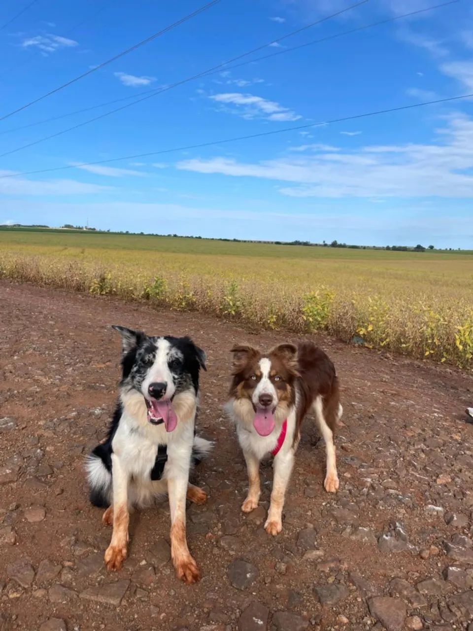Casal Border collie  - Foto 4