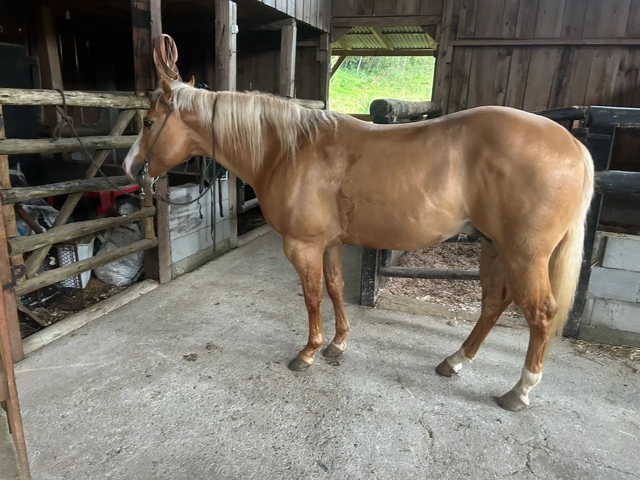 Cavalo quarto de milha  - Foto 4
