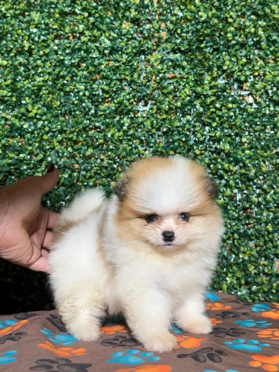 Spitz alemão  - Foto 4