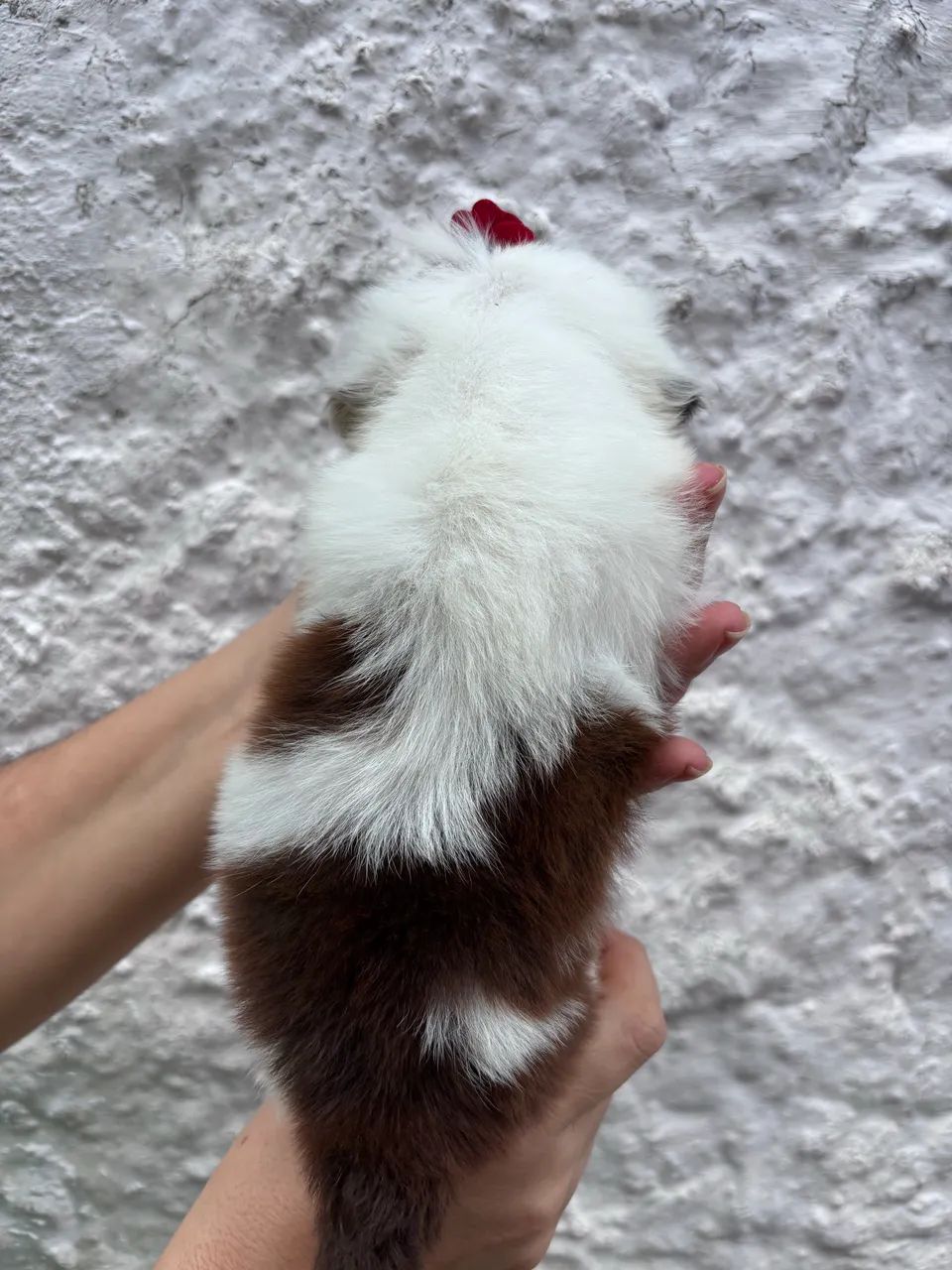 Filhotes de Shih Tzu  - Foto 2