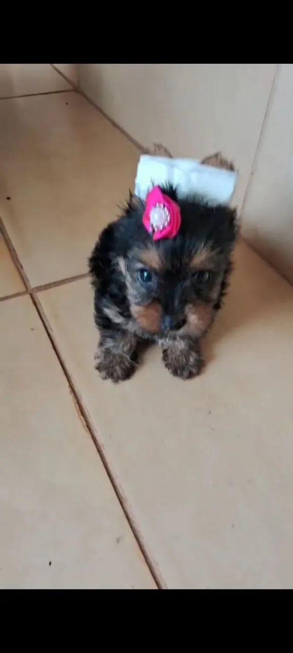 Que bebês lindas e lindos