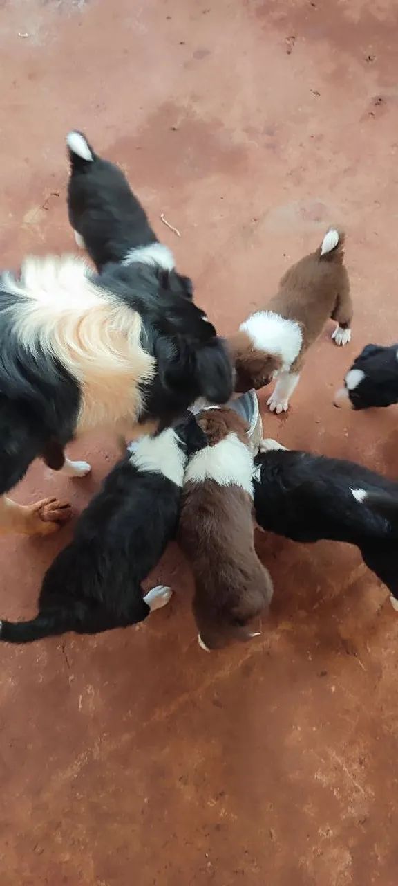 Filhotes de border collie  - Foto 4