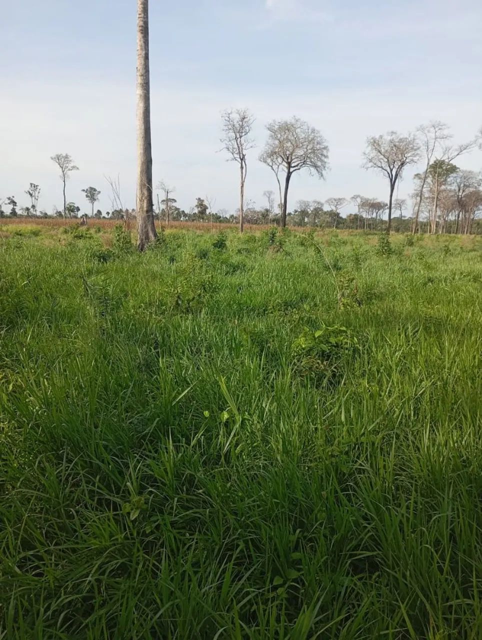 Vende se um lote na região do roxinho município de Iracema  na tronco 600 metro pro asfalt - Foto 3