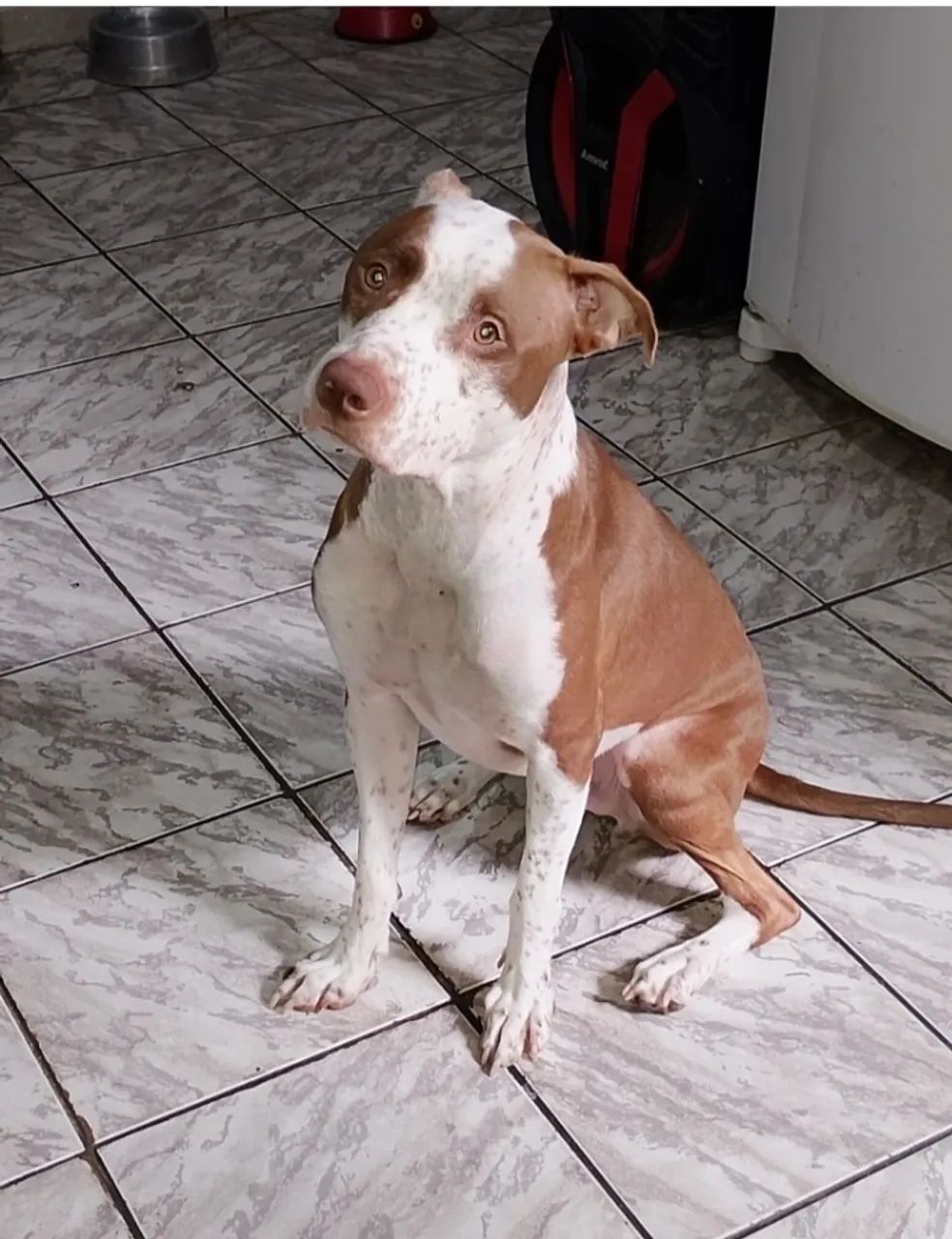 Adoção responsável Pitbull macho  - Foto 2