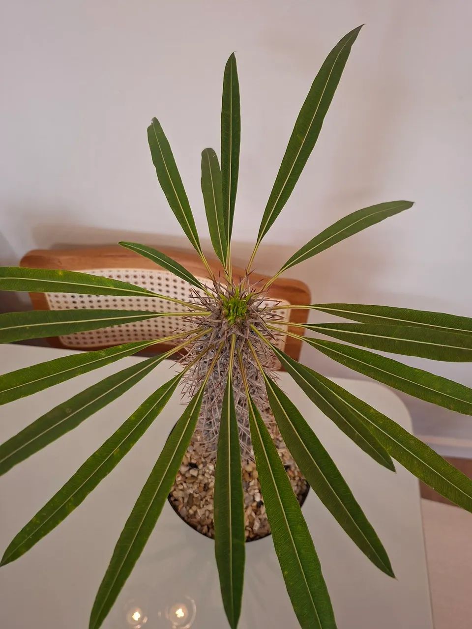 Palmeira lameri (palmeira de madagascar) 30cm - Foto 4