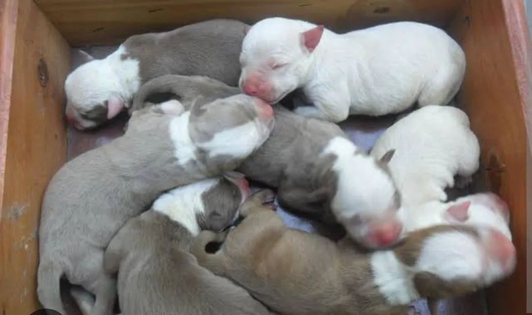 Pitbull pra doação  - Foto 3