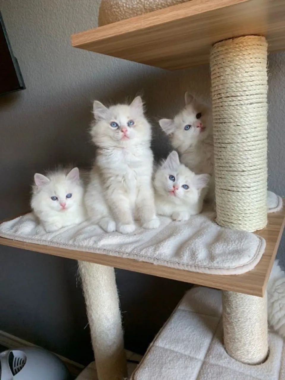 Ragdoll 