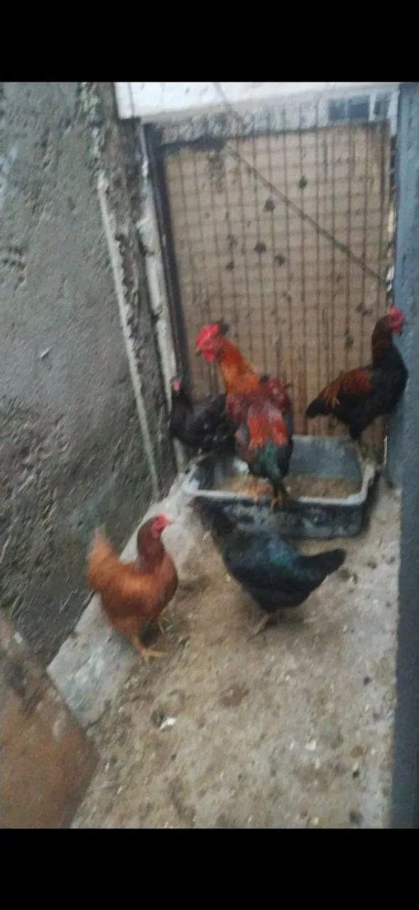 Galinhas  e galos  - Foto 3