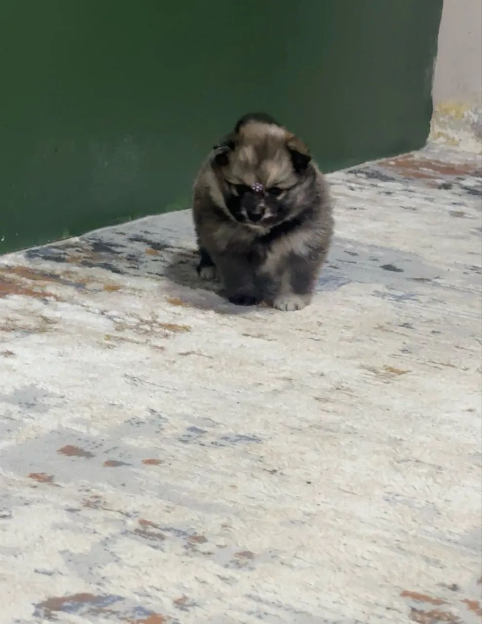 Filhote Lulu da pomerania  - Foto 2