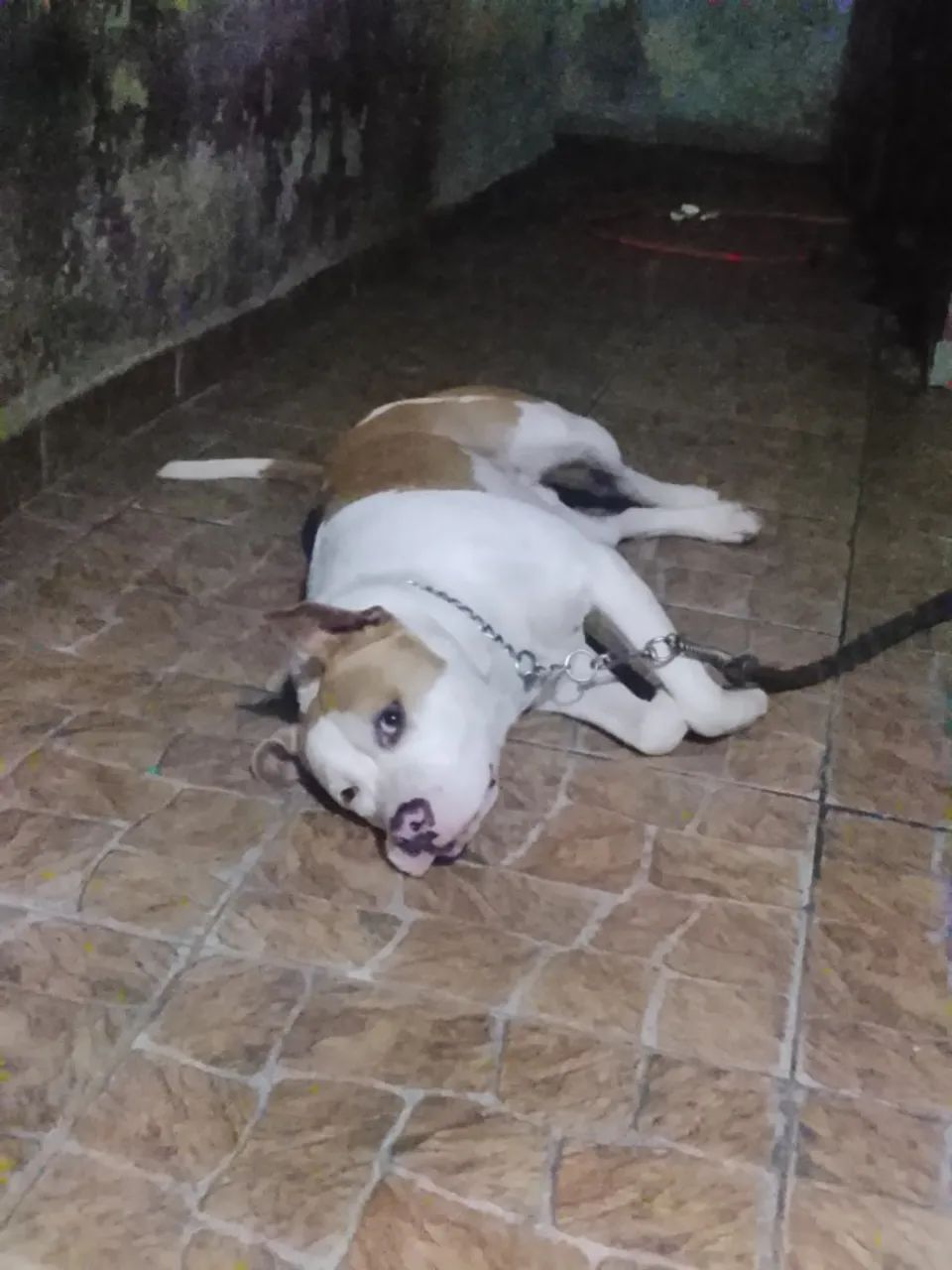 Pitbull Americanbully  - Foto 3