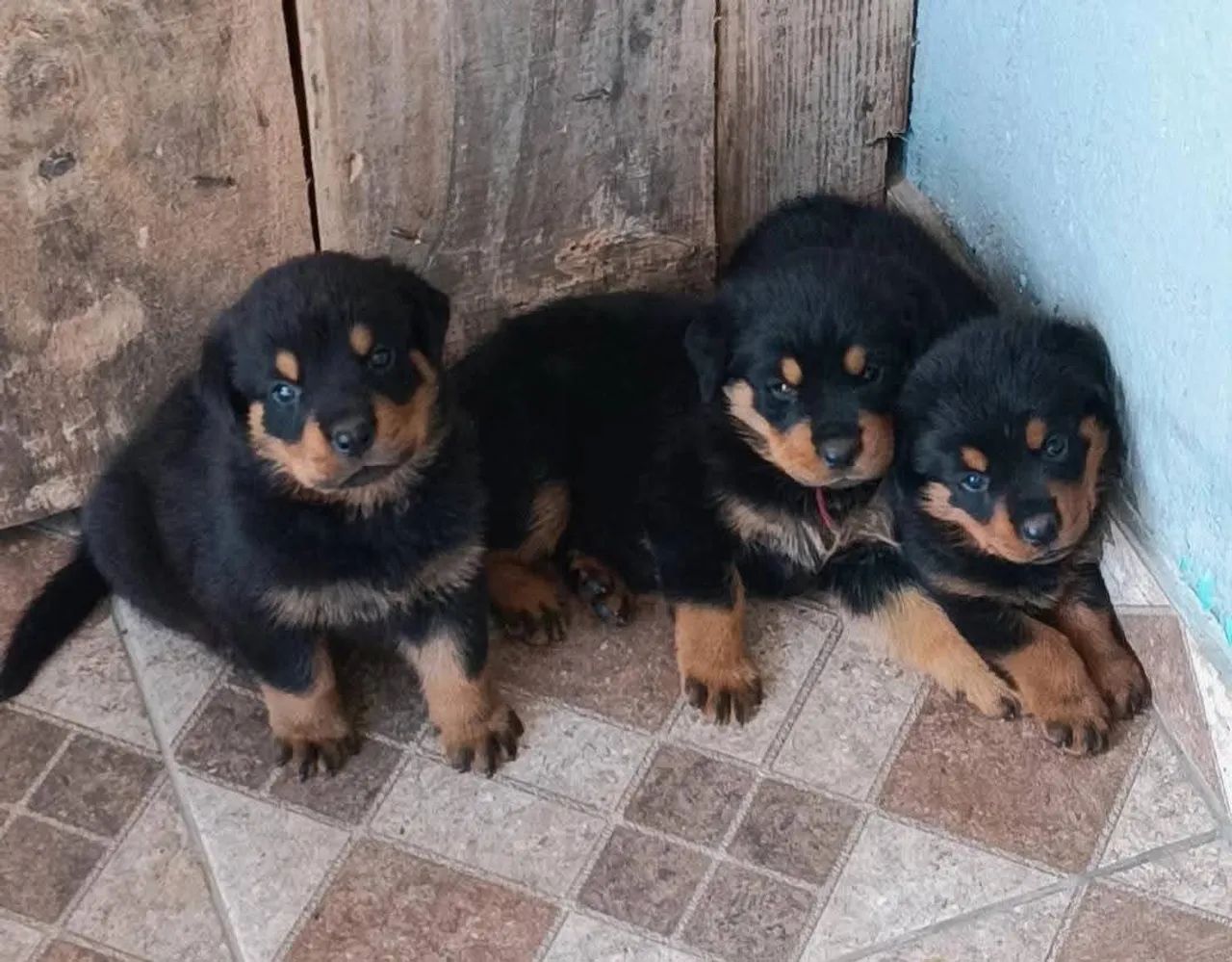 Filhote de rottweiler 