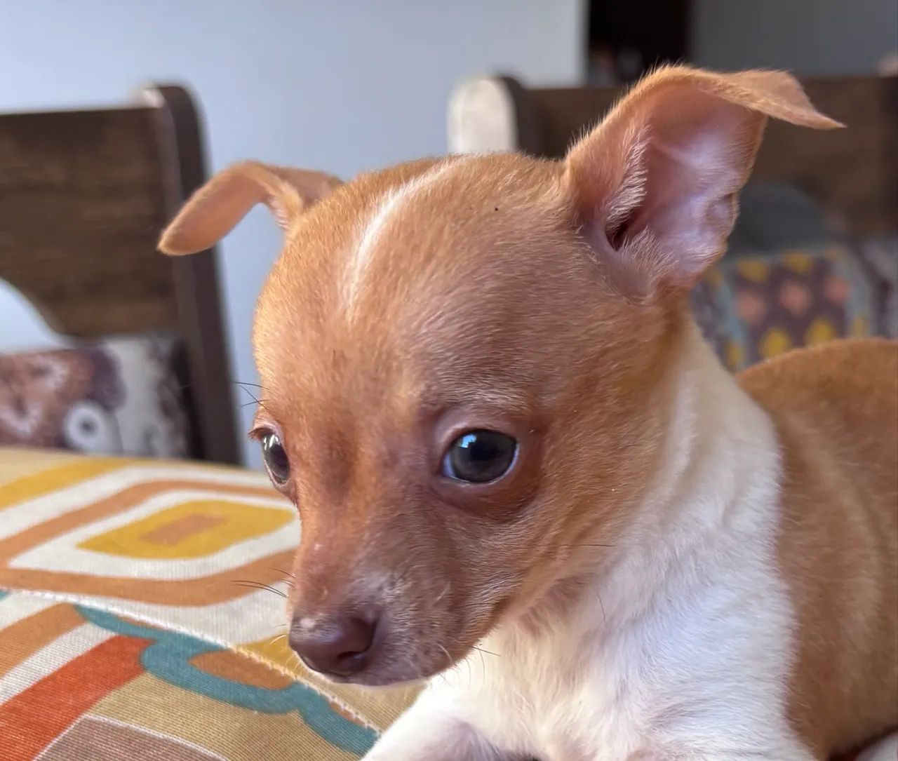 Vendo Pinscher  - Foto 4