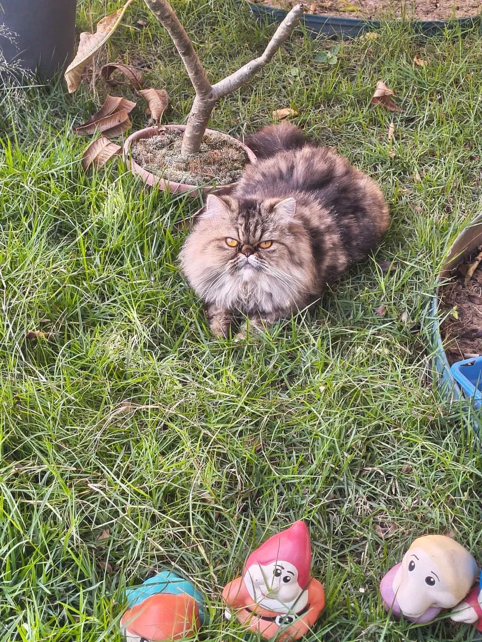 Gata persa 