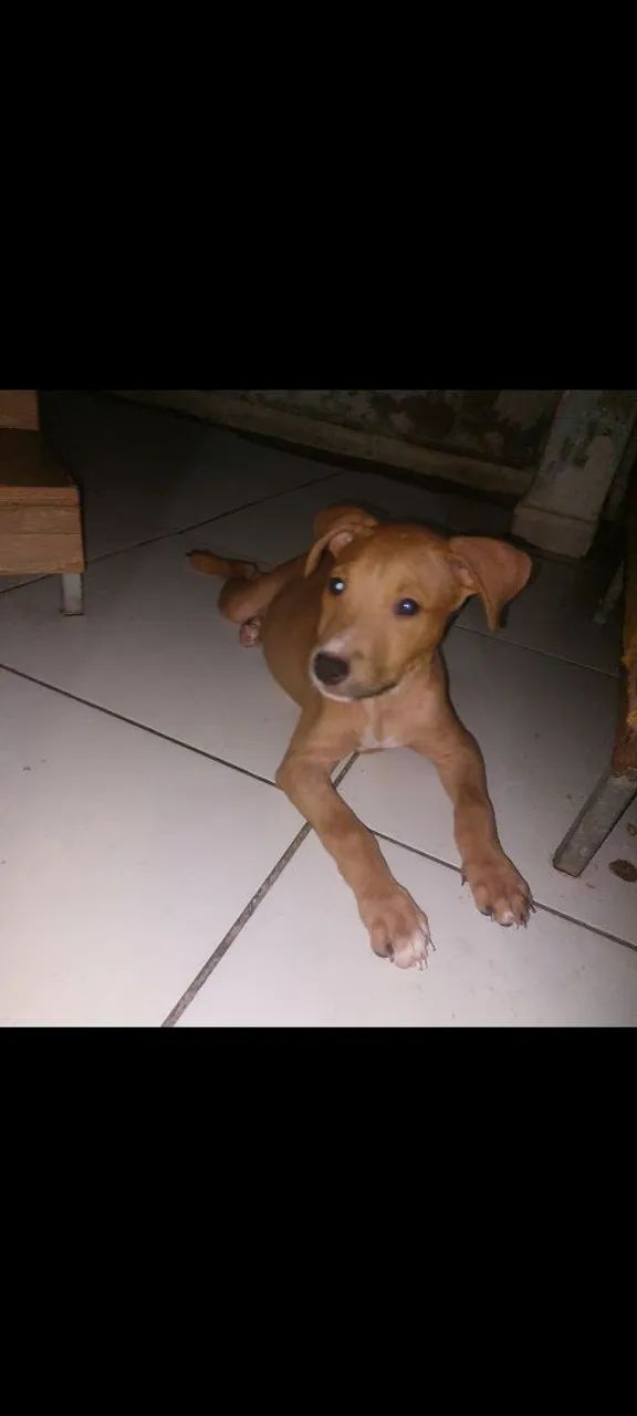 CADELA DE PITBULL BLACK COM RED NOSE  - Foto 3
