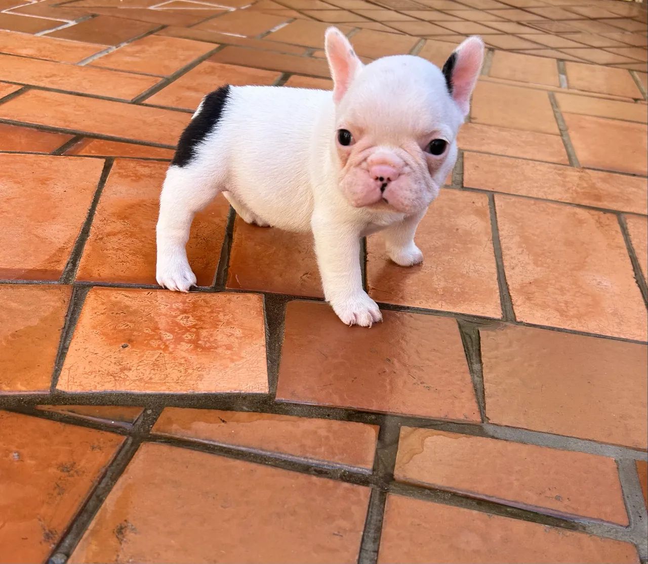 Bulldog Francês  - Foto 3
