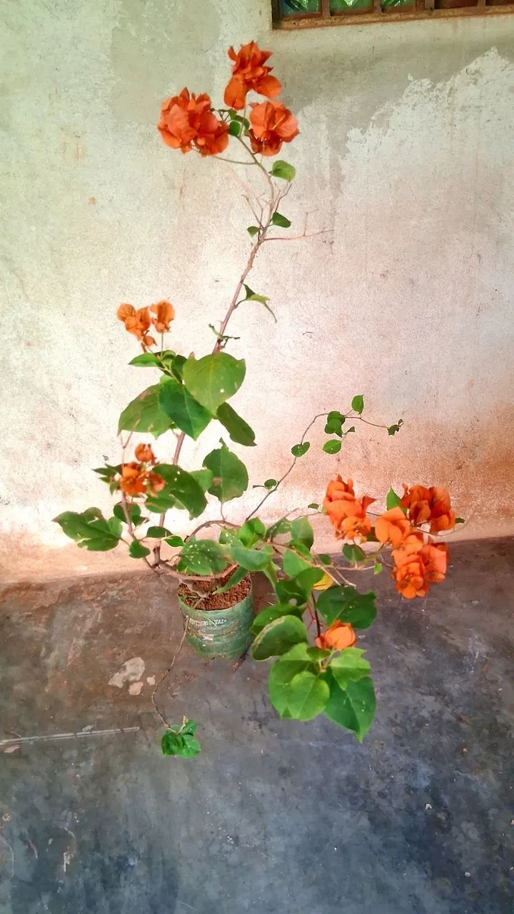 Primavera cor laranja  - Foto 5