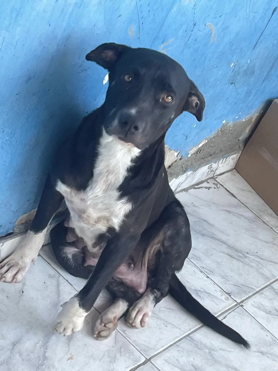 Filhotes de Pitbull para Doação  - Foto 3