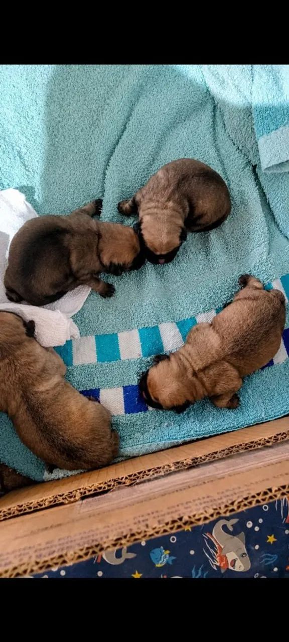 Vendo filhotes de pug