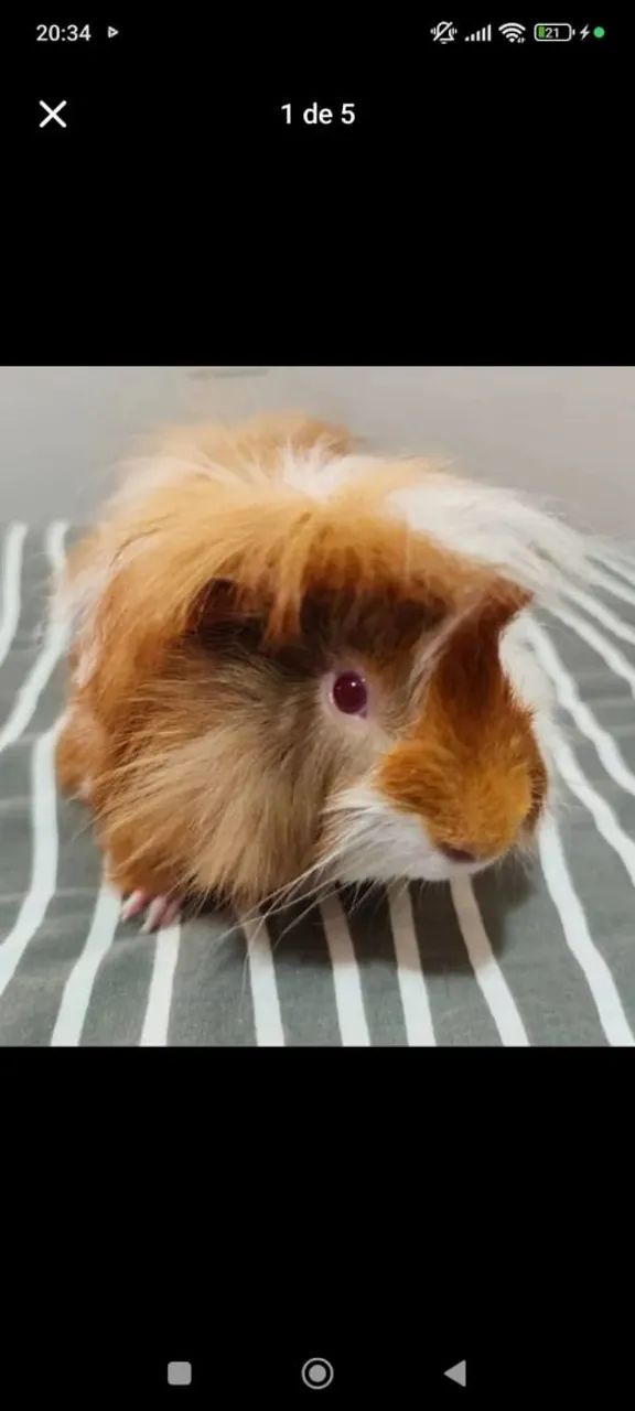 Porquinhos da Índia 